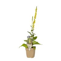 Verbascum nigrum