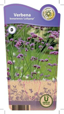 Verbena bon. 'Lollipop'