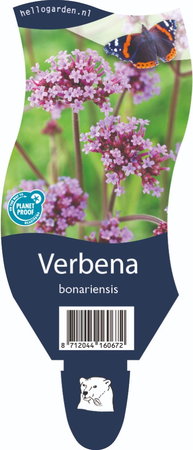Verbena bonariensis