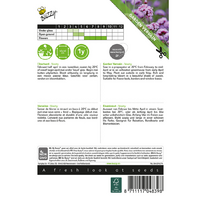 Verbena bonariensis vanity 25zdn - afbeelding 2