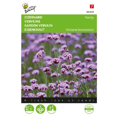 Verbena bonariensis vanity 25zdn - afbeelding 1