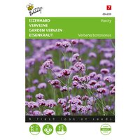 Verbena bonariensis vanity 25zdn