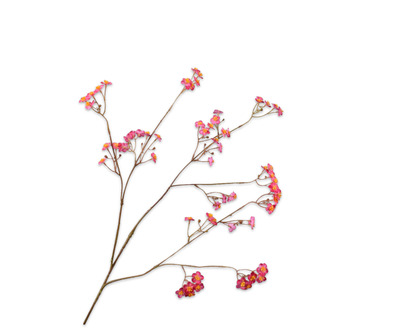 Vergeetmeniettak l76cm beauty