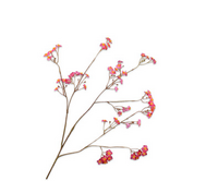 Vergeetmeniettak l76cm beauty