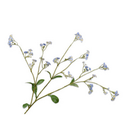 Vergeetmeniettak l76cm blauw