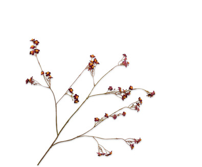 Vergeetmeniettak l76cm paars