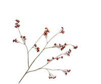 Vergeetmeniettak l76cm paars