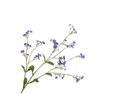 Vergeetmeniettak l76cm paars