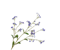 Vergeetmeniettak l76cm paars