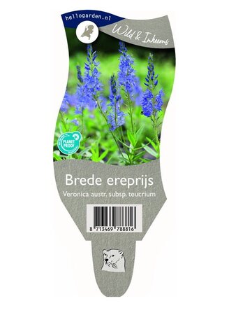 Veronica aus. teucrium