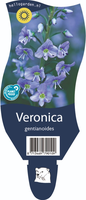 Veronica gentianoides