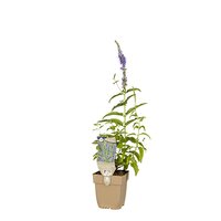 Veronica longifolia - afbeelding 1