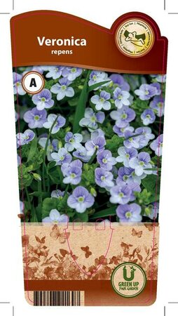 Veronica repens