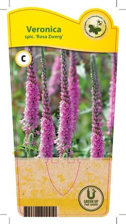 Veronica spic. 'Rosa Zwerg'