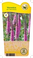 Veronica spic. 'Rosa Zwerg'