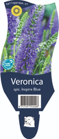 Veronica spicata 'Inspire Blue'