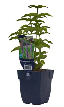 Veronicastrum vir. 'Red Arrow' - afbeelding 1
