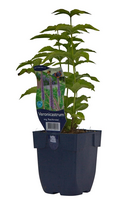 Veronicastrum vir. 'Red Arrow' - afbeelding 2