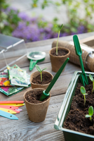 Verspeenset grn - afbeelding 5