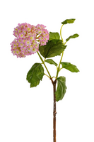 Viburnumsteel l45cm roze