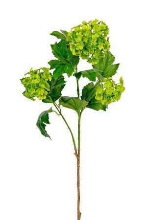 Viburnumsteel l80cm groen