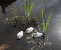 Vijverdecoratie eendenkuikens wt - afbeelding 3