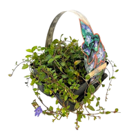 Vinca major (blauw-purper) 4-pack