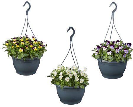 Viola corn.   ...mix