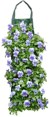 Viola cornuta in hangzak