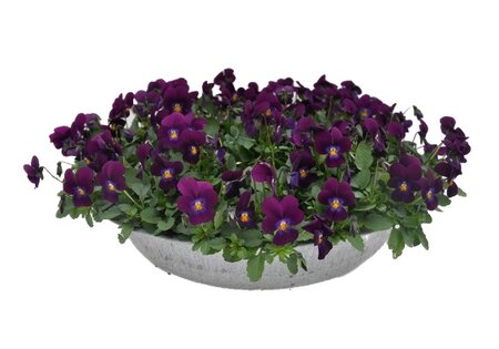 Viola cornuta in zinken schaal 36cm.