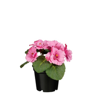 Viooltje in pot d8h11cm paars