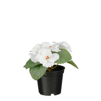 Viooltje in pot d8h11cm wit