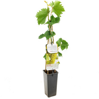 Vitis 'Bianca' - afbeelding 2