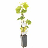 Vitis 'Bianca' - afbeelding 3