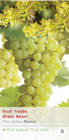 Vitis 'Bianca' - afbeelding 1