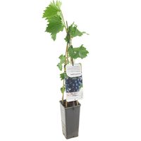 Vitis Boskoop Glorie c2 h60cm - afbeelding 2