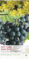Vitis Boskoop Glorie c2 h60cm