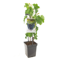 Vitis 'Boskoop Glory' - afbeelding 2