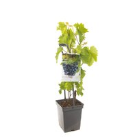 Vitis 'Boskoop Glory' - afbeelding 3