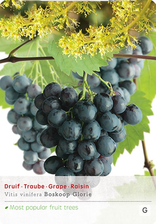 Vitis 'Boskoop Glory' - afbeelding 1