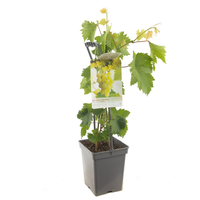 Vitis 'Himrod' - afbeelding 2