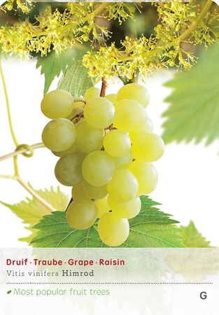 Vitis 'Himrod' - afbeelding 1
