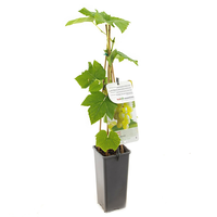 Vitis Himrod pitloos c2 h60cm - afbeelding 2