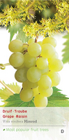 Vitis Himrod pitloos c2 h60cm