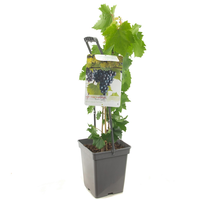 Vitis 'Regent' - afbeelding 2