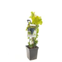 Vitis 'Regent' - afbeelding 3