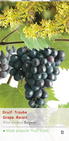 Vitis 'Regent'