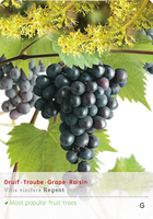 Vitis 'Regent'
