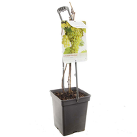 Vitis Solaris vp5 - afbeelding 2