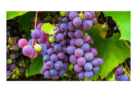 Vitis vin. 'Cabernet Sauvignon'